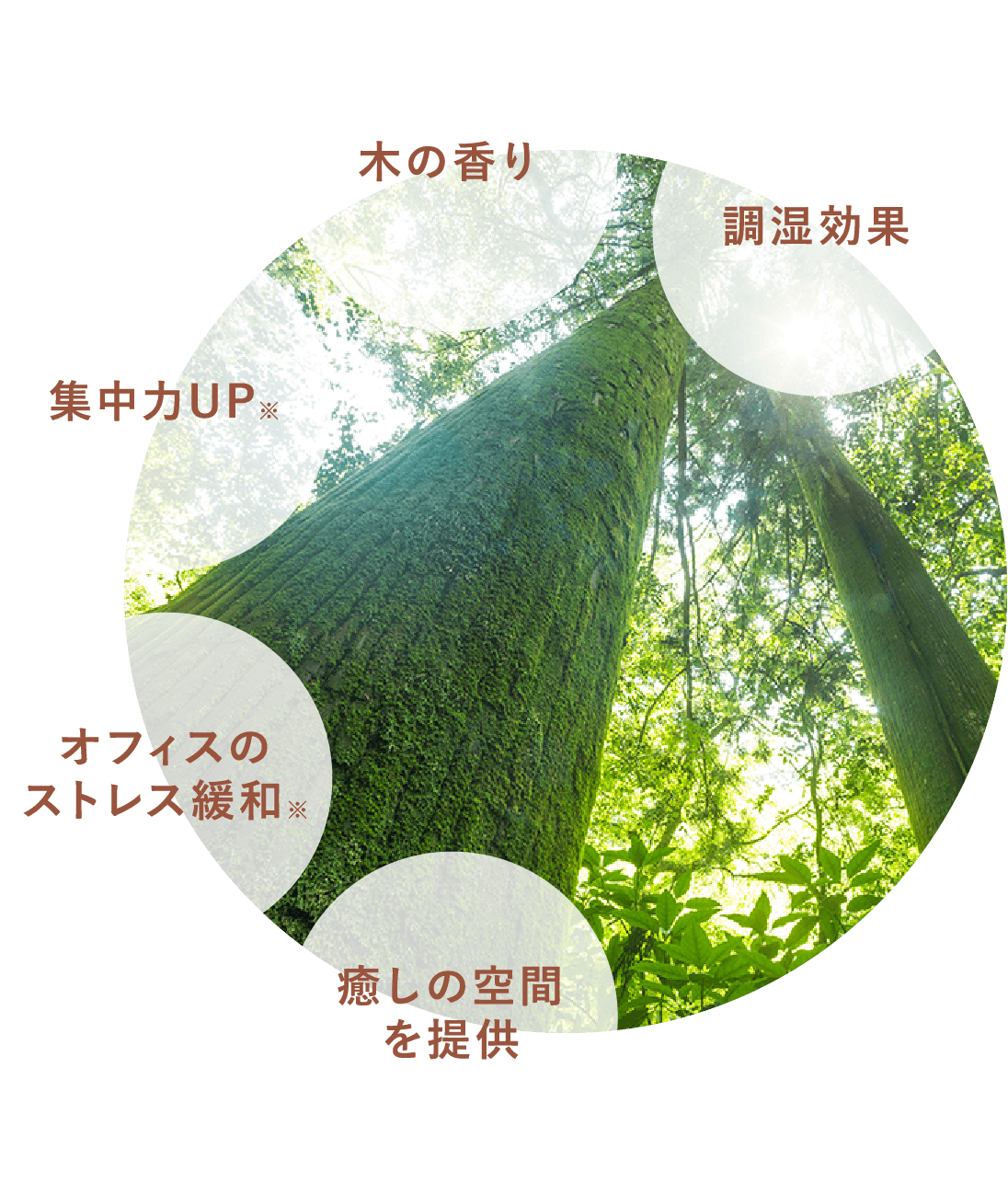 木の香り 調湿効果 集中力UP オフィスのストレス緩和 癒しの空間を提供
